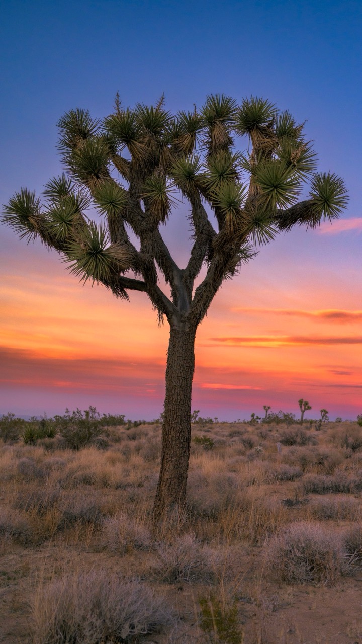 A Joshua tree against a violet and orange sunset