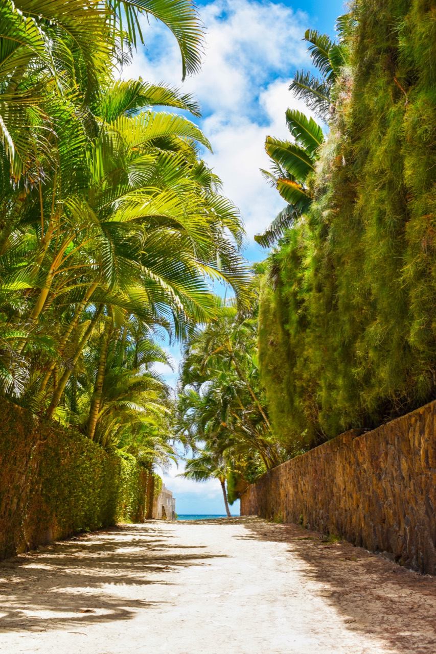 A palm-lined road leading toward the sea