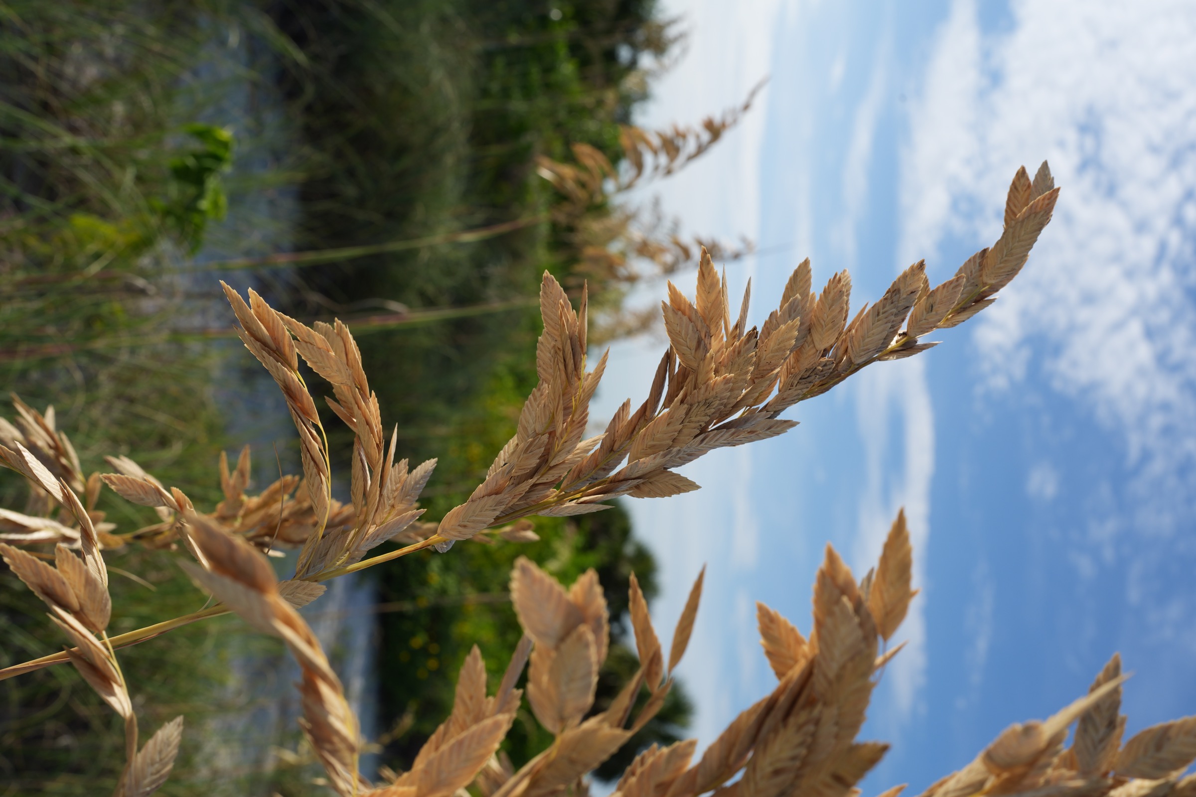 Golden sea oats against a blue sky above coastal dunes