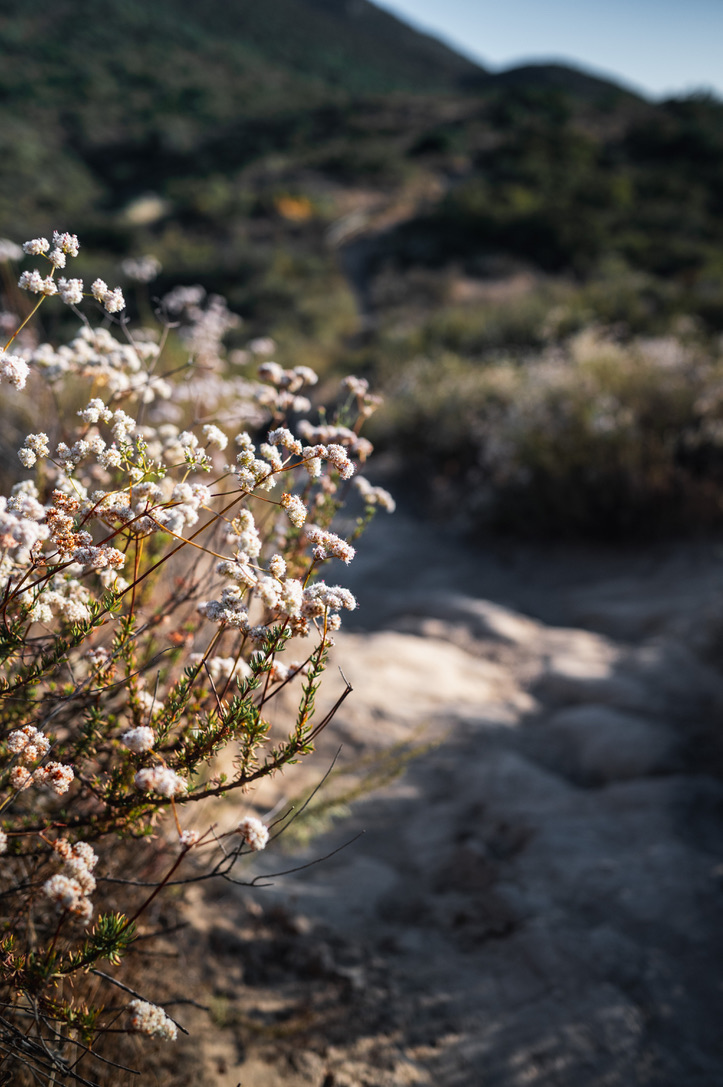 Small white flowers beside a rocky mountain trail